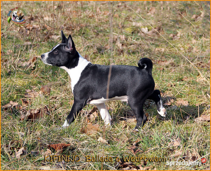 Basenji szczenięta FCI warmińsko-mazurskie