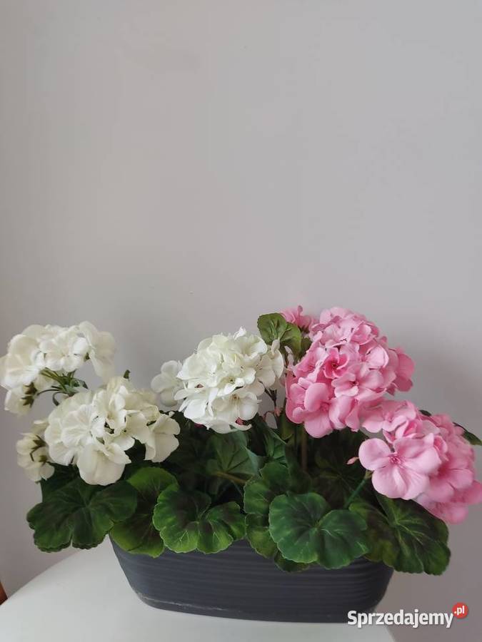 Bukiety pelargoni sztuczne zywe Dębica