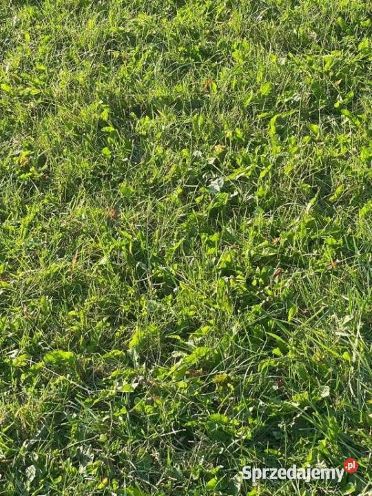 sprzedaży gruntu Łazy 500m2 sprzedam