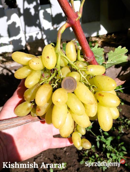 Sadzonki obiecujących odmian winogron Warszawa