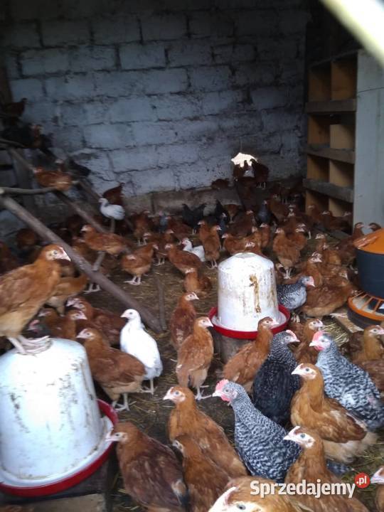 Kurczaki kury 7tygodni odchow wlasny