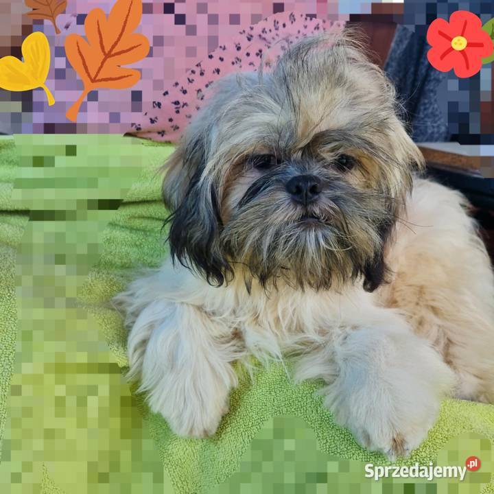 Lhasa apso kuzyn shih tzu śląskie Rydułtowy sprzedam