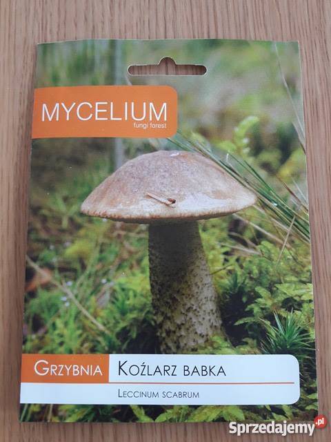 Grzybnia Koźlarz Babka Grzyby w Ogrodzie Poznań