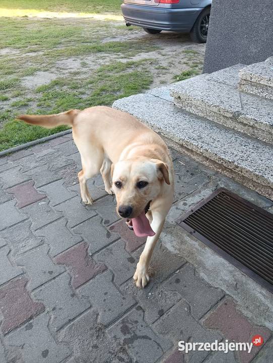 Labrador Retriever z Rodowodem Przemęt