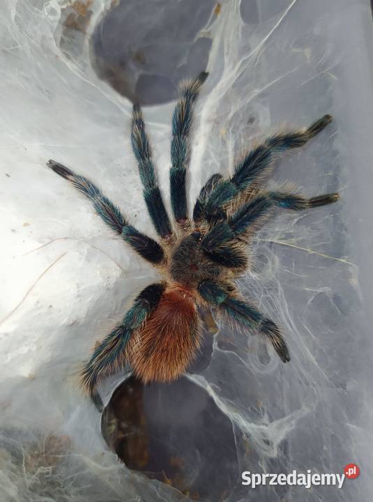 Dolichothele diamantinensis dorosły samiec Dąbrowice