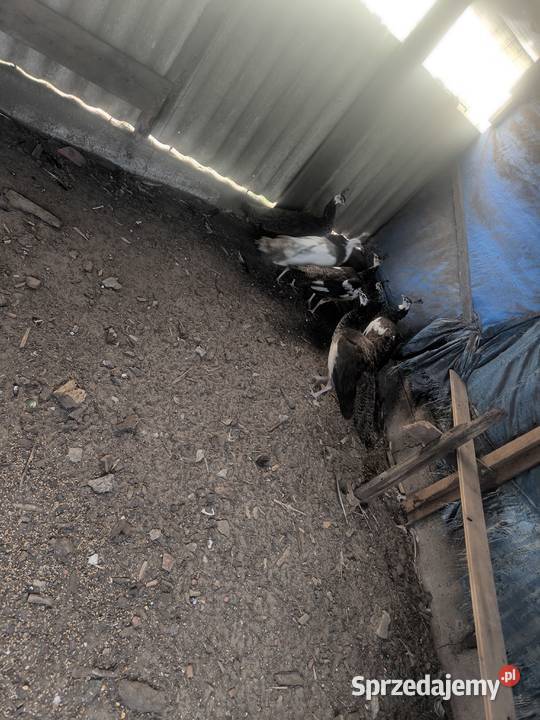 PAWIE kujawsko-pomorskie Gębice