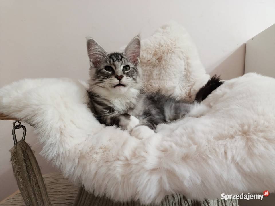 Cudowny kocurek Emil Mageli Maine Coon Wrocław sprzedam