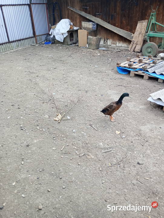 Kaczory Biegusy indyjskie 3 ptaki Ptaki Miechów sprzedam