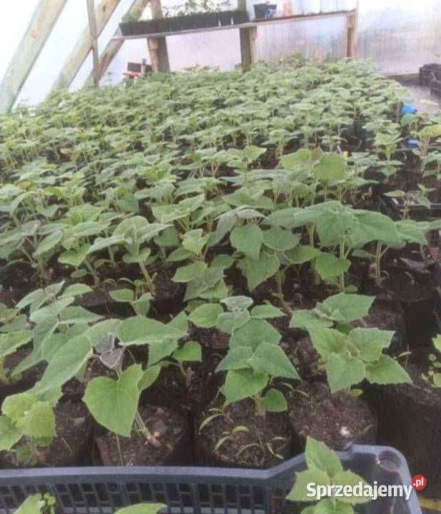 Sadzonki drzew tlenowych paulownia