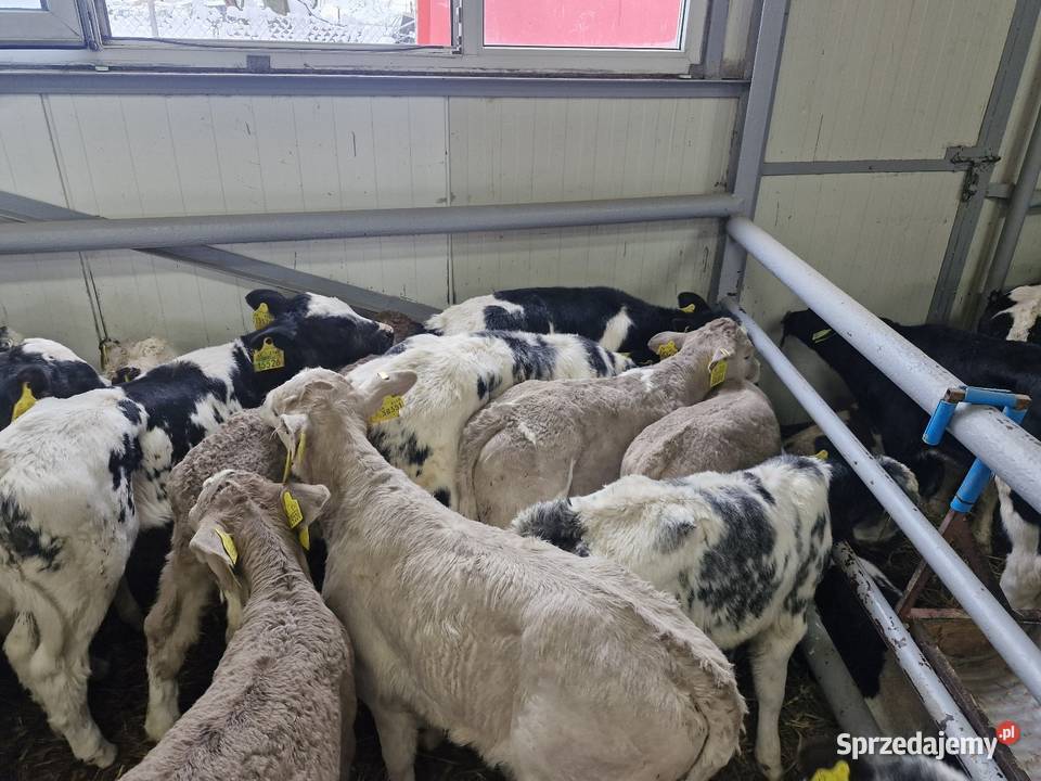 Sprzedam byczki kujawsko-pomorskie Brodnica