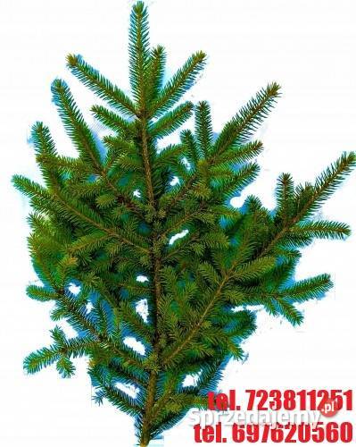 Gałązka świerkowa Zielona Żywa Świerk na Wieniec Rawa Mazowiecka