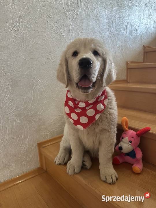 Golden Retriever szczeniaczki Rezerwacja Golden Retriever sprzedam