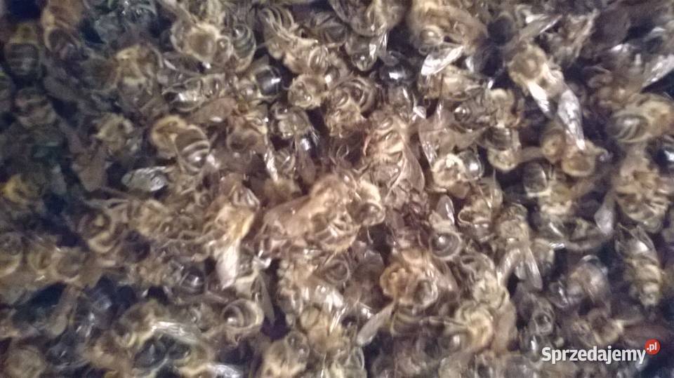 Martwę pszczoły Podmor Osyp pszczół Na prostate