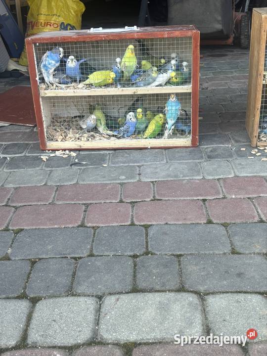 Sprzedam Papugi faliste
