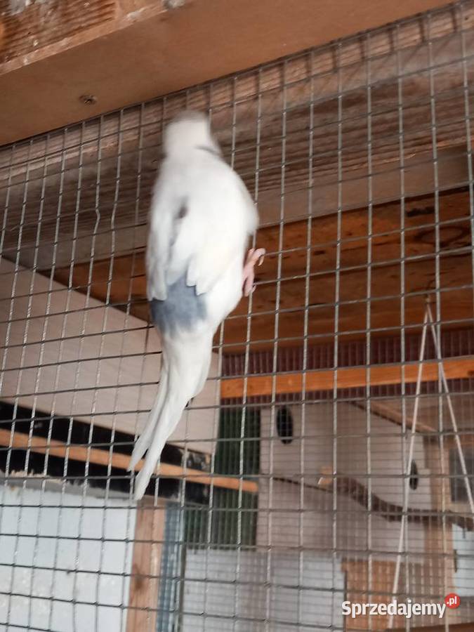 Papugi faliste Ptaki lubelskie Biała Podlaska