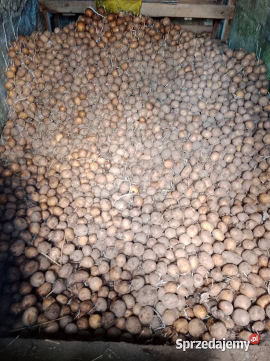 Sadzeniaki ziemniaka gala