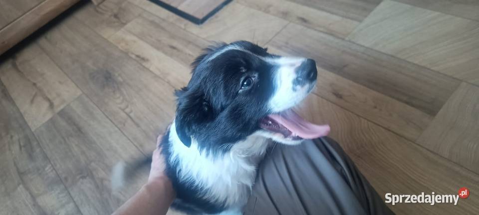 Border collie Stankowo