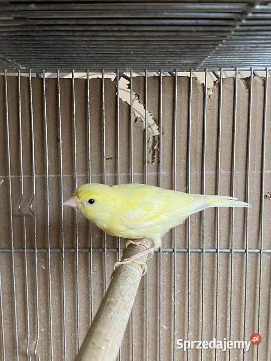 Kanarek samiec wielkopolskie Damasławek