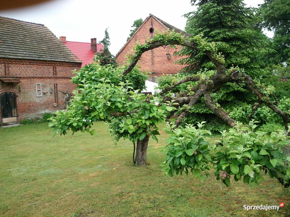 Dom poniemiecki w cichej okolicy Swiebodzina mieszkalny Wolimirzyce