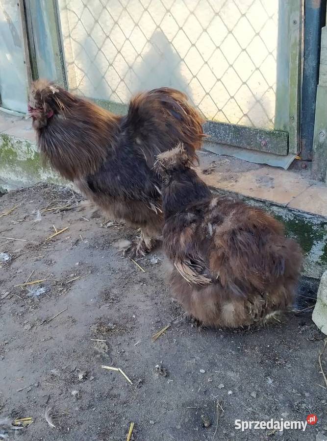 Sprzedam kury silki Biała Podlaska