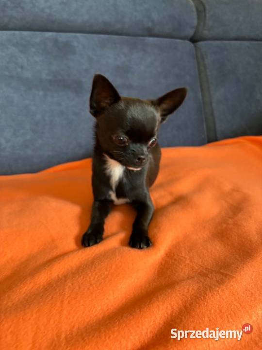 Piesek Chihuahua świętokrzyskie sprzedam