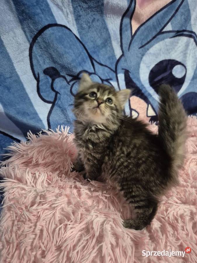 Syberyjska KOTKA ŁUCJIA rodowód FPL Stary Broniszew