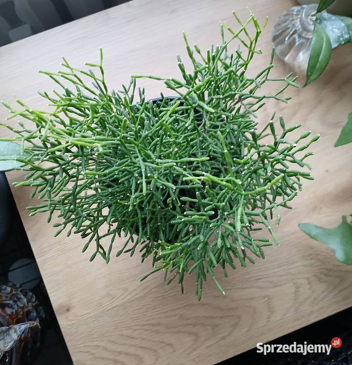 Hatiora salicornioides ładna duża sadzonka śląskie Częstochowa