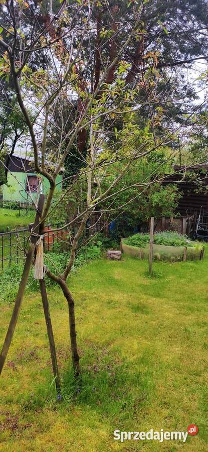 Sprzedam działkę rekreacyjną ROD Maciejka Wrocław