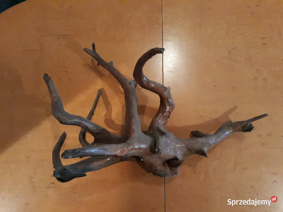 Korzenie terrarium Akwarystyka Katowice