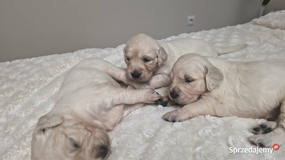 Szczenię Golden retriever Rusowo
