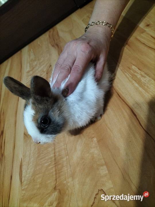 Króliki miniaturki Prywatna Hodowla Gryzonie Obręb