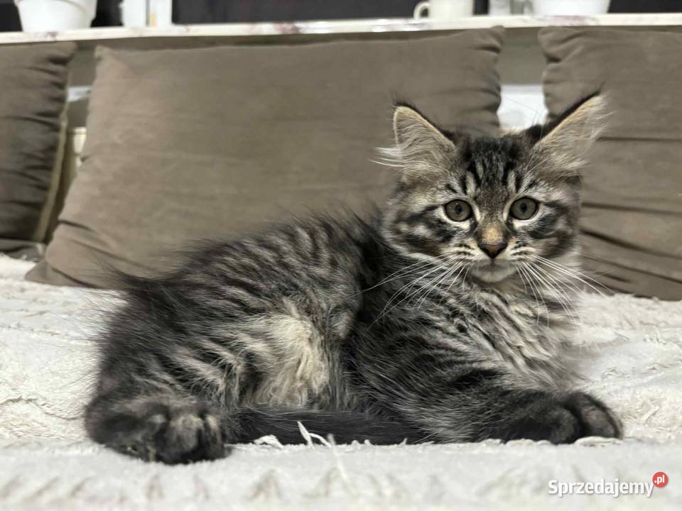 Sprzedam kota syberyjskiego Syberyjski Szastarka