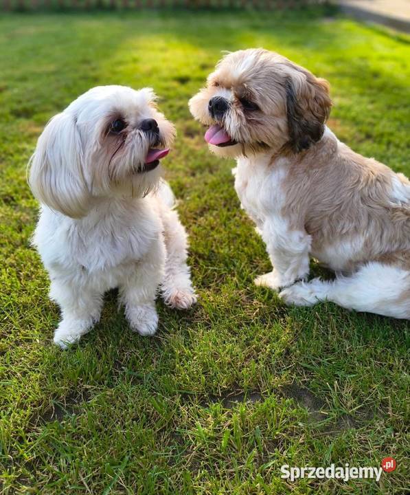 Piękne szczenięta Shih Tzu małopolskie Nowa Jastrząbka