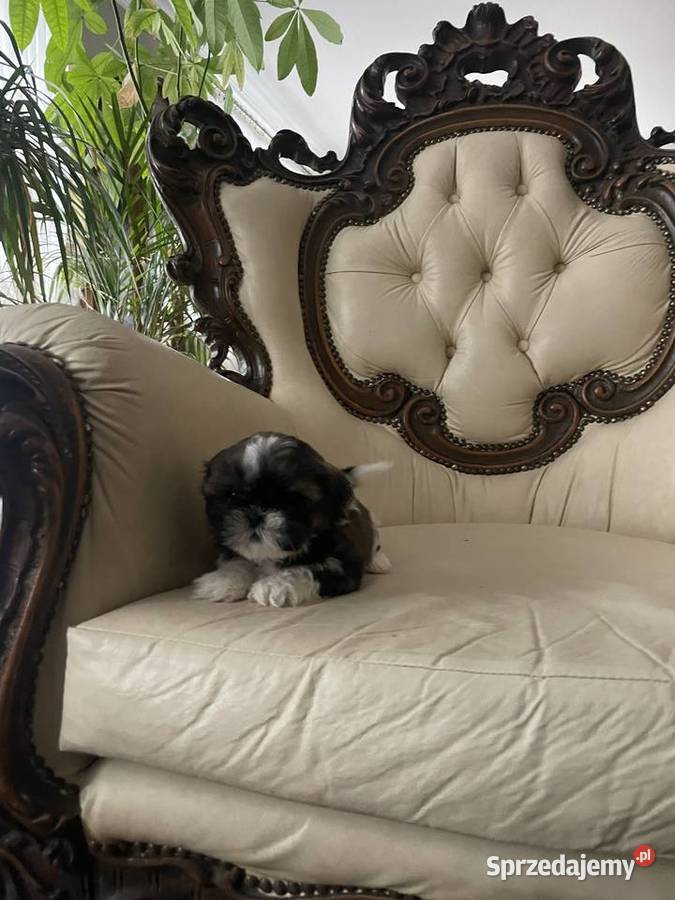 Shih tzu suczka małopolskie Laskowa