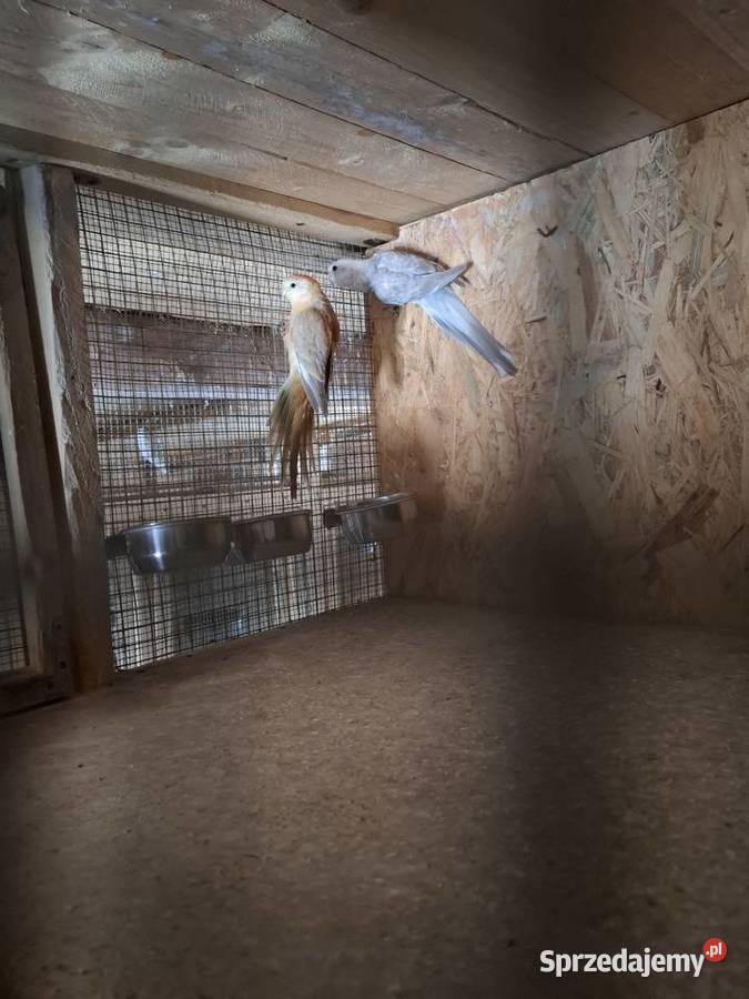 Świergotki śląskie Czyżowice