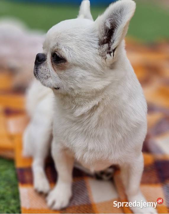 Chihuahua przepiękna dziewczynka zachodniopomorskie Złocieniec