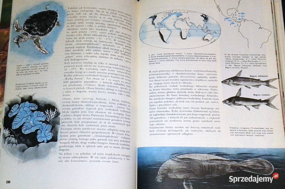 Ziemia rośliny zwierzęta praca zbiorowa Larousse Kultura i Rozrywka Chełm