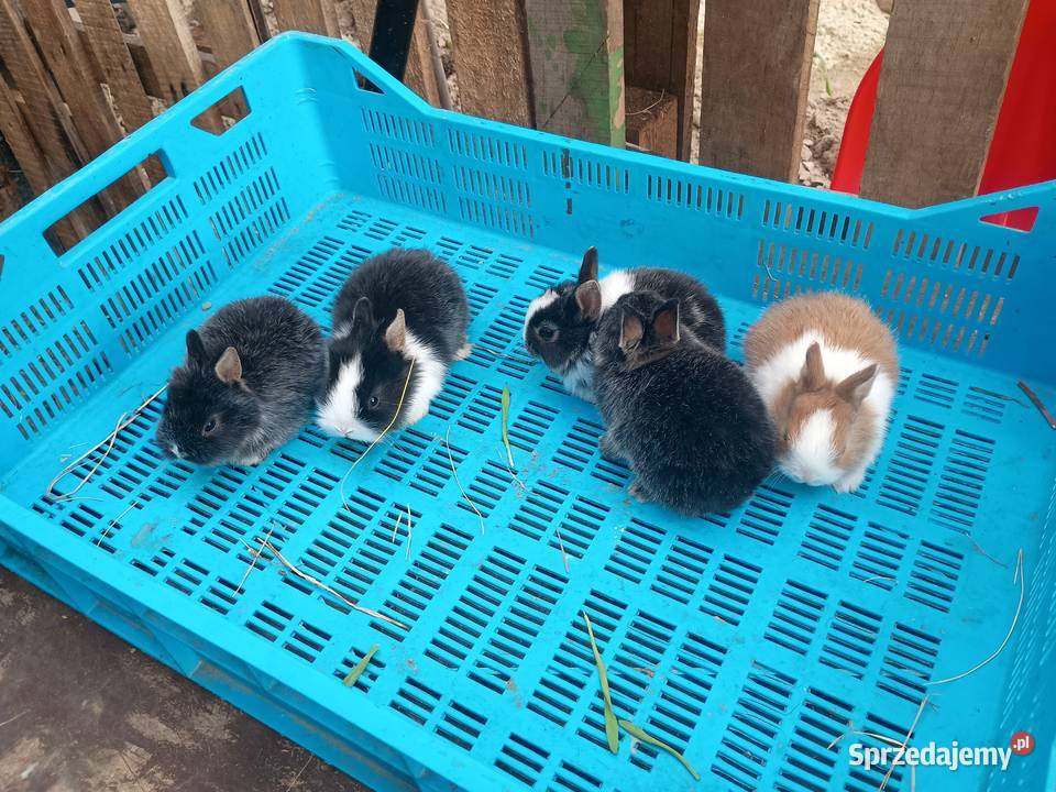 Sprzedam króliki miniaturki Tomaszów Lubelski sprzedam