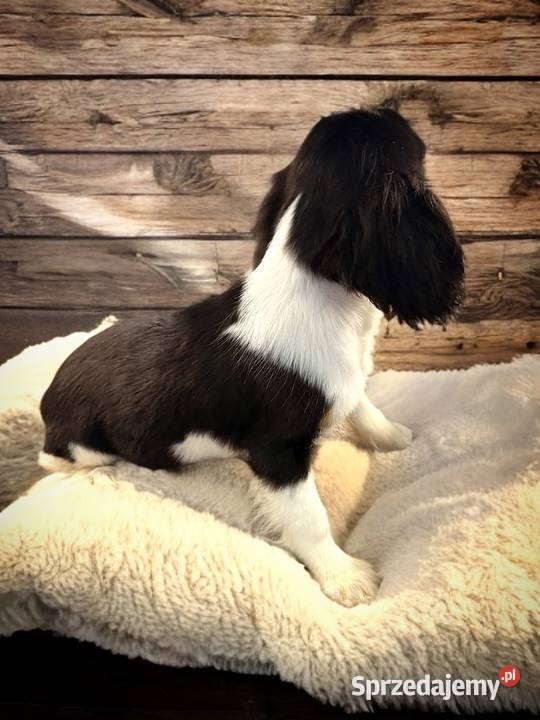 Piesek BERNIE Cavalier King Charles Spaniel Limanowa sprzedam