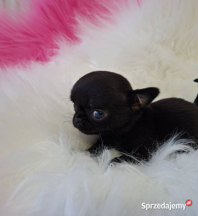Xxs Maluszek Chihuahua Końskie