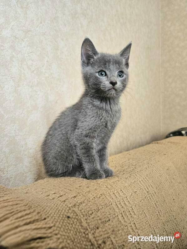 Rosyjski niebiesko kot kotka Mińsk Mazowiecki