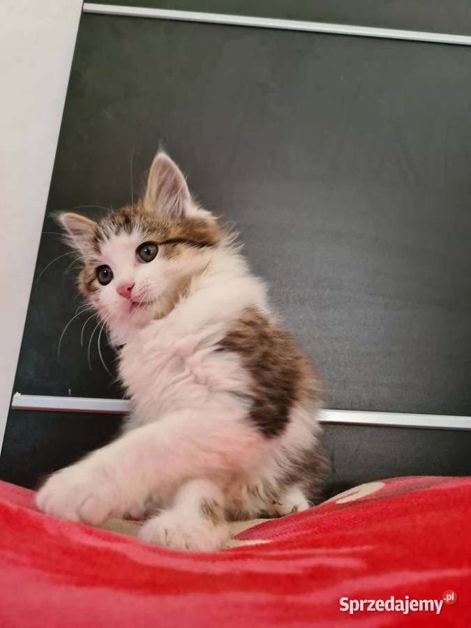 Maine Coon Maine Coon
