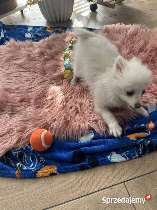 szpic miniaturowy piesek Skalbmierz