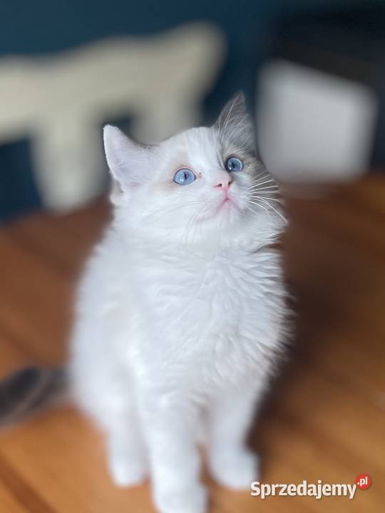 Ragdoll kotka rodowód FPL śląskie Częstochowa