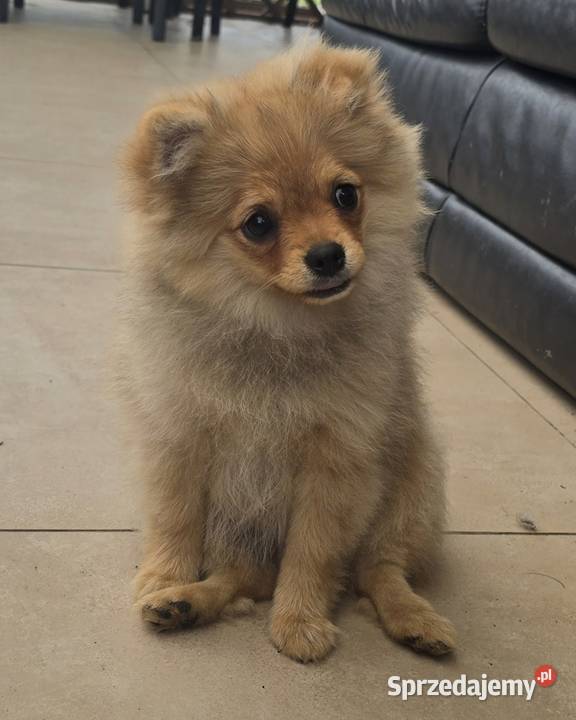 Pomeranian suczka szpic miniaturowy zkwp FCI