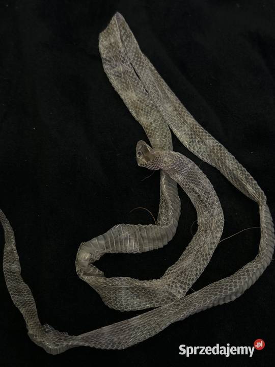 Wylinka węża lamparciego Skierniewice