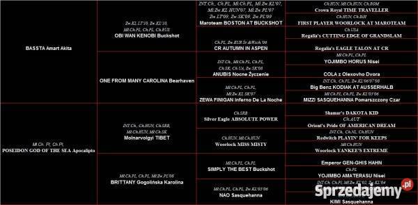 akita amerykańska Płońsk sprzedam
