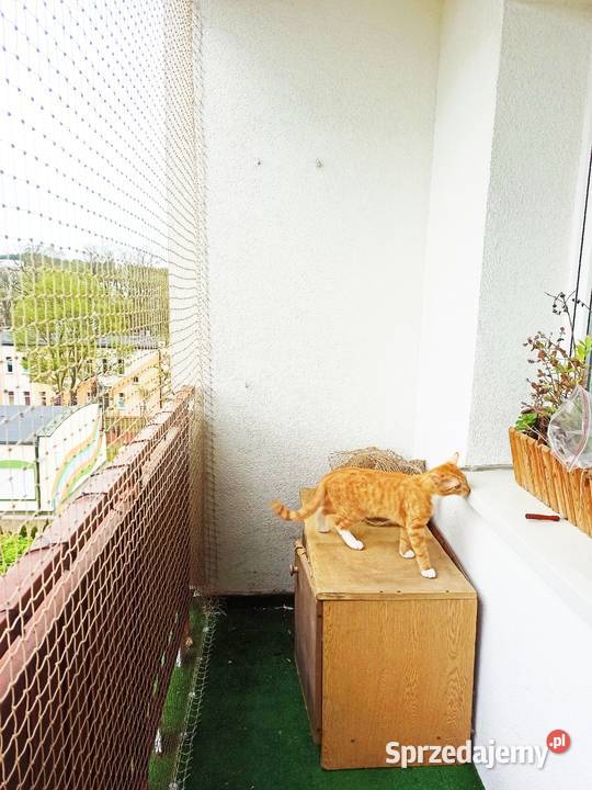 montaż siatki kotów ptaków siatka kujawsko-pomorskie sprzedam