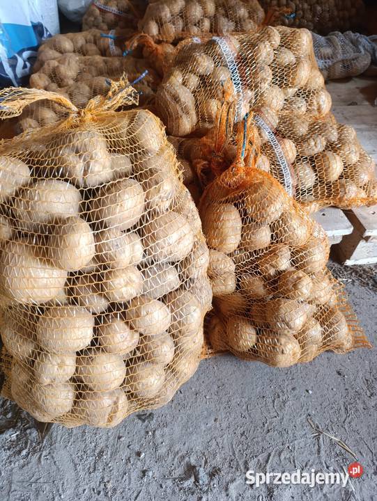 Ziemniaki jadalne Queen Anna Vineta Komorowo