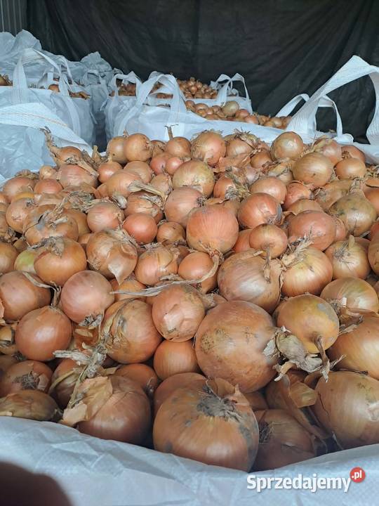 Cebula Luz BigBag Złotniki Kujawskie